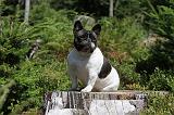 BOULEDOGUE FRANCAIS 073